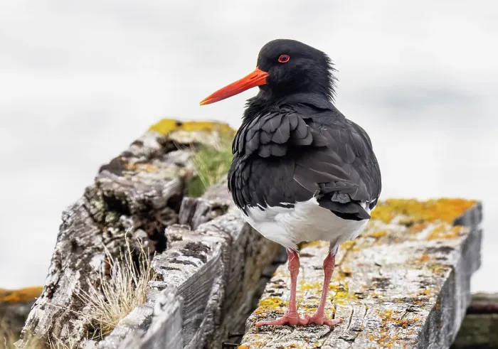 Framed Print : Eurasian oystercatcher (Haematopus ostralegus) standing guard on an old pier sleeper, Sandvik, Porsanger Fjord, Finnmark, Norway. May Framed Print : Eurasian oystercatcher (Haematopus ostralegus) standing guard on an old pier sleeper, Sandvik, Porsanger Fjord, Finnmark, Norway. May