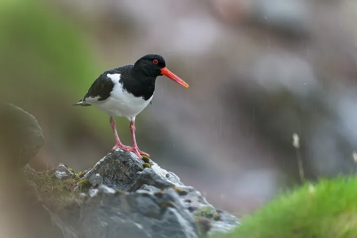 Framed Print : Eurasian oystercatcher (Haematopus ostralegus) standing on a rock in the rain, Hillswick, Shetland Islands, Scotland, UK. June Framed Print : Eurasian oystercatcher (Haematopus ostralegus) standing on a rock in the rain, Hillswick, Shetland Islands, Scotland, UK. June