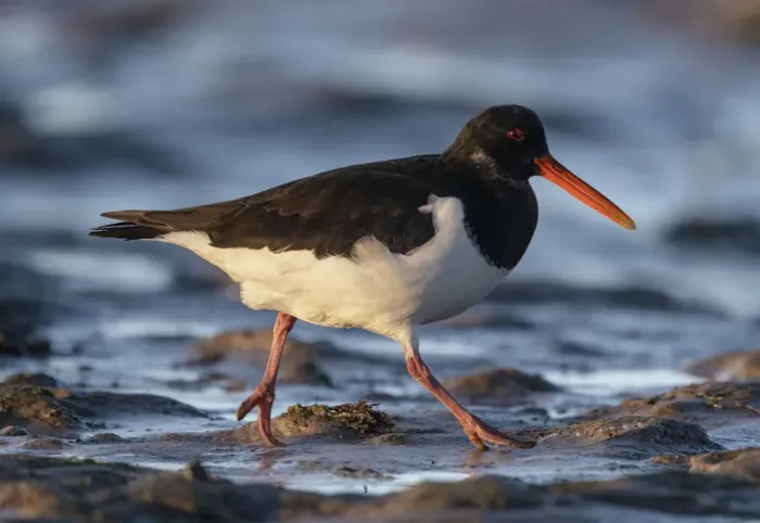 Framed Print : Eurasian oystercatcher (Haematopus ostralegus) walking over tidal mudflats in low winter Framed Print : Eurasian oystercatcher (Haematopus ostralegus) walking over tidal mudflats in low winter