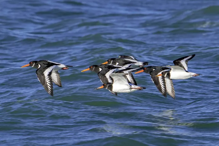 Framed Print : Eurasian oystercatchers (Haematopus ostralegus) flock in flight along the North Sea coast in winter, Zeeland, Netherlands. December