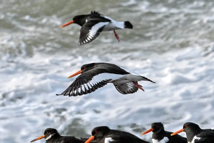 Framed Print : Two Eurasian oystercatchers (Haematopus ostralegus) landing among flock resting on beach along the North Sea coast in spring, Brouwersdam, Zeeland, Netherlands. March Framed Print : Two Eurasian oystercatchers (Haematopus ostralegus) landing among flock resting on beach along the North Sea coast in spring, Brouwersdam, Zeeland, Netherlands. March