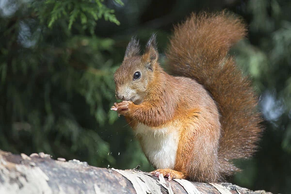 Eurasian red squirrel (Sciurus vulgaris), feeding on seeds in cone, Plas Newydd, Anglesey