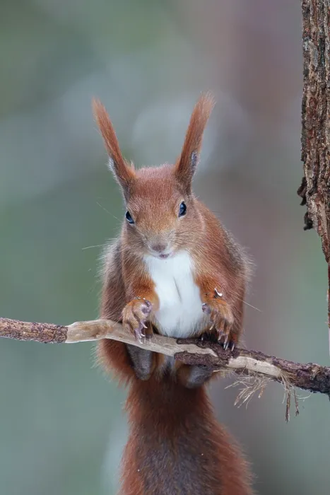 Framed Print : Eurasian red squirrel (Sciurus vulgaris) portrait, Bialowieza Forest UNESCO World Heritage Site, Poland. December Framed Print : Eurasian red squirrel (Sciurus vulgaris) portrait, Bialowieza Forest UNESCO World Heritage Site, Poland. December
