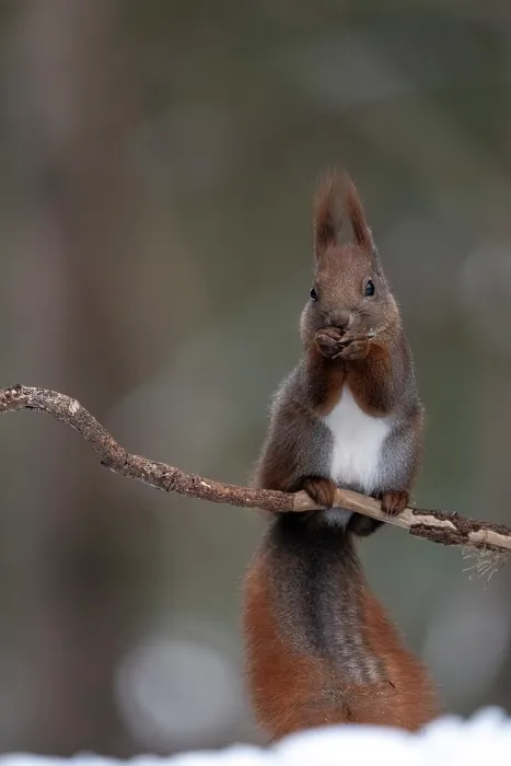 Framed Print : Eurasian red squirrel (Sciurus vulgaris) sitting on a branch feeding, Bialowieza Forest UNESCO World Heritage Site, Poland. December Framed Print : Eurasian red squirrel (Sciurus vulgaris) sitting on a branch feeding, Bialowieza Forest UNESCO World Heritage Site, Poland. December