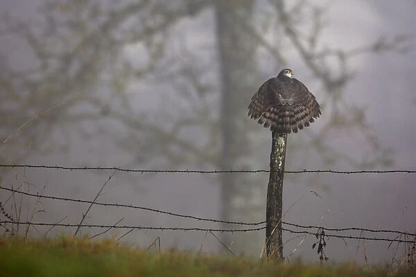 Eurasian Sparrowhawk (Accipiter nisus) rear view perching on fence post with tail feathers spread