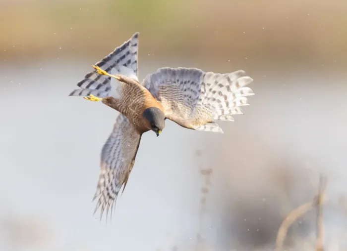 Framed Print : Eurasian sparrowhawk (Accipiter nisus), hunting snipe over marshland. London, England, UK Framed Print : Eurasian sparrowhawk (Accipiter nisus), hunting snipe over marshland. London, England, UK
