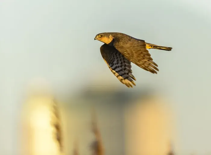 Framed Print : Eurasian sparrowhawk (Accipiter nisus), in flight over marshland Framed Print : Eurasian sparrowhawk (Accipiter nisus), in flight over marshland