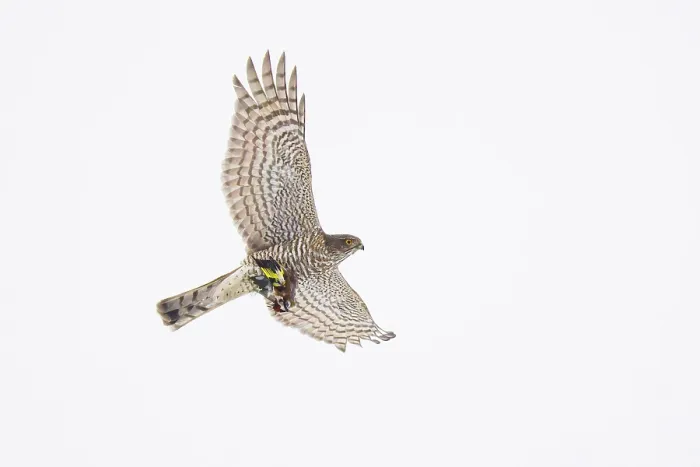 Framed Print : Eurasian sparrowhawk (Accipiter nisus) in flight overhead carrying European goldfinch (Carduelis carduelis) prey, Lower Silesia, Poland. January Framed Print : Eurasian sparrowhawk (Accipiter nisus) in flight overhead carrying European goldfinch (Carduelis carduelis) prey, Lower Silesia, Poland. January