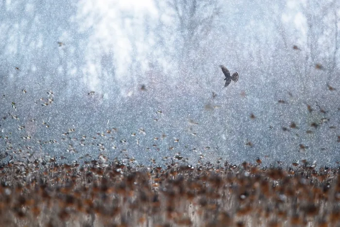 Framed Print : Eurasian sparrowhawk (Accipiter nisus) hunting flock of Bramblings (Fringilla montifringilla) in falling snow, Lower Silesia, Poland. February Framed Print : Eurasian sparrowhawk (Accipiter nisus) hunting flock of Bramblings (Fringilla montifringilla) in falling snow, Lower Silesia, Poland. February