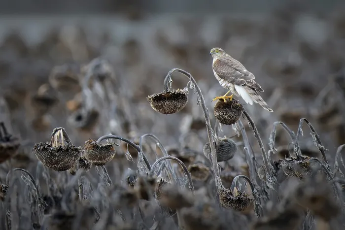 Framed Print : Eurasian sparrowhawk (Accipiter nisus) perched on dead sunflower, Lower Silesia, Poland. January Framed Print : Eurasian sparrowhawk (Accipiter nisus) perched on dead sunflower, Lower Silesia, Poland. January