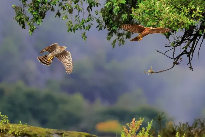 Framed Print : Eurasian sparrowhawks (Accipiter nisus) pair, chasing each other in flight, Sierra de Grazalema Natural Park, southern Spain. July Framed Print : Eurasian sparrowhawks (Accipiter nisus) pair, chasing each other in flight, Sierra de Grazalema Natural Park, southern Spain. July
