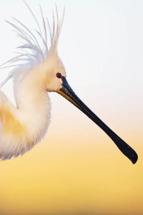 Framed Print : Eurasian spoonbill (Platalea leucorodia), portrait, Pusztaszer reserve, Hungary. May Framed Print : Eurasian spoonbill (Platalea leucorodia), portrait, Pusztaszer reserve, Hungary. May