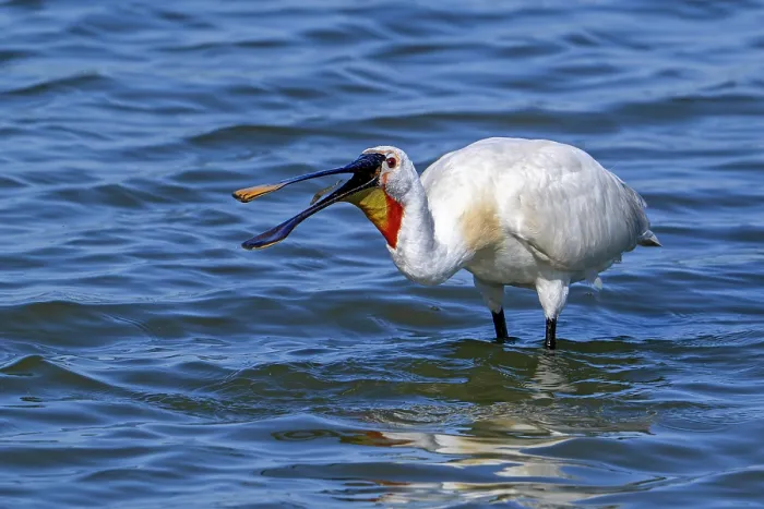 Framed Print : Eurasian spoonbill (Platalea leucorodia) in breeding plumage swallowing shrimp in shallow water of salt marsh, Zeeland, Netherlands. July Framed Print : Eurasian spoonbill (Platalea leucorodia) in breeding plumage swallowing shrimp in shallow water of salt marsh, Zeeland, Netherlands. July