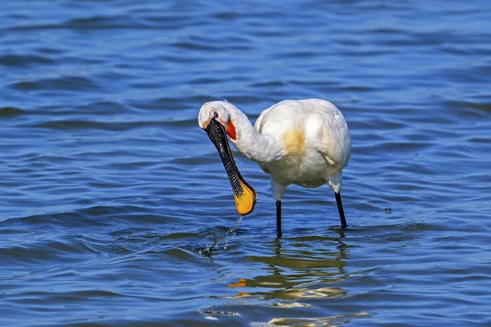 Framed Print : Eurasian spoonbill (Platalea leucorodia) in breeding plumage foraging by sweeping beak sideways in shallow water of salt marsh, Zeeland, Netherlands. July Framed Print : Eurasian spoonbill (Platalea leucorodia) in breeding plumage foraging by sweeping beak sideways in shallow water of salt marsh, Zeeland, Netherlands. July