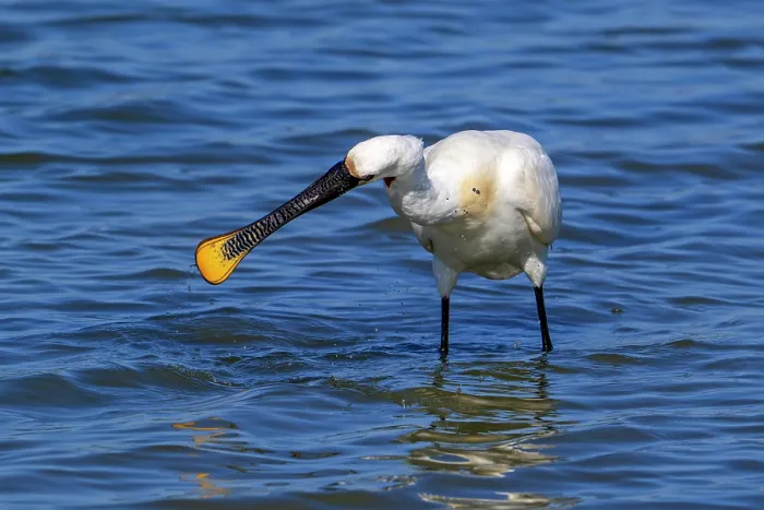 Framed Print : Eurasian spoonbill (Platalea leucorodia) in breeding plumage foraging by sweeping beak sideways in shallow water of salt marsh, Zeeland, Netherlands. July Framed Print : Eurasian spoonbill (Platalea leucorodia) in breeding plumage foraging by sweeping beak sideways in shallow water of salt marsh, Zeeland, Netherlands. July