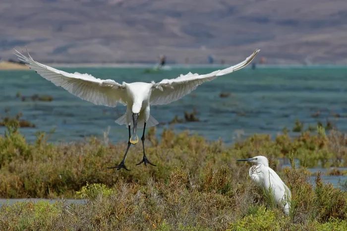 Framed Print : Eurasian spoonbill (Platalea leucorodia) landing near a Little egret (Egretta garzetta) on the vegetated margins of a coastal lagoon at high tide, Sotavento lagoon, Fuerteventura Framed Print : Eurasian spoonbill (Platalea leucorodia) landing near a Little egret (Egretta garzetta) on the vegetated margins of a coastal lagoon at high tide, Sotavento lagoon, Fuerteventura