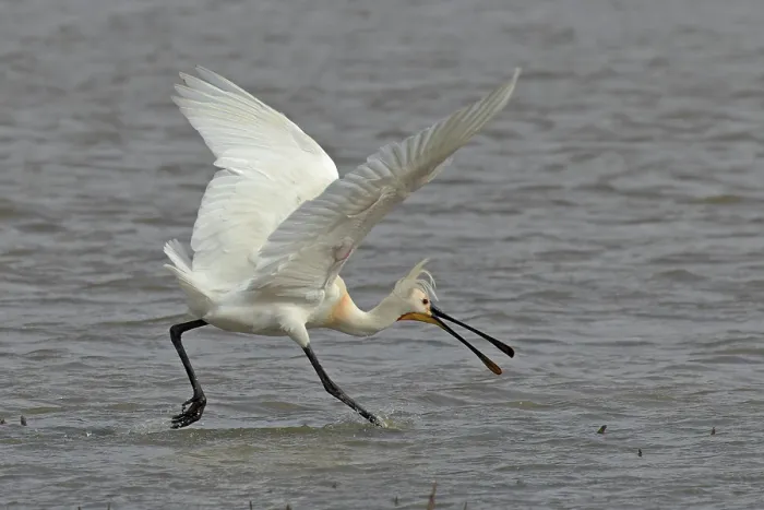 Framed Print : Eurasian spoonbill (Platalea leucorodia) running through shallow water with beak open, Cley, Norfolk, UK. April Framed Print : Eurasian spoonbill (Platalea leucorodia) running through shallow water with beak open, Cley, Norfolk, UK. April