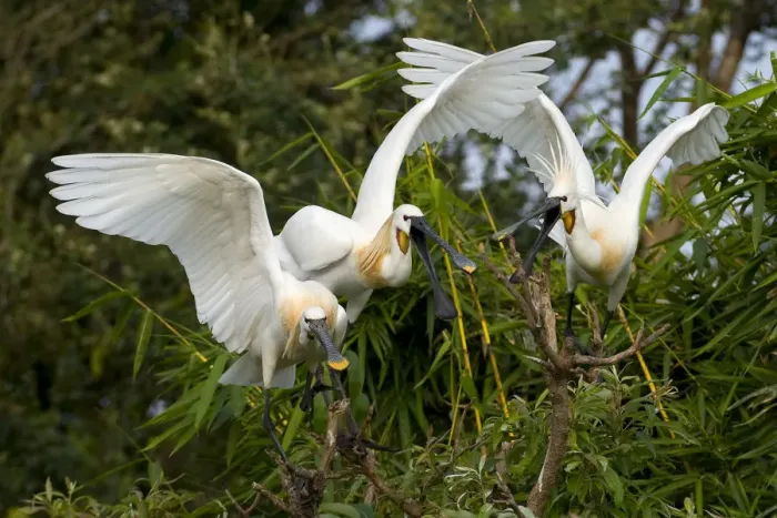 Framed Print : Eurasian Spoonbill / White Spoonbill (Platalea leucorodia) in courtship display. Balz Framed Print : Eurasian Spoonbill / White Spoonbill (Platalea leucorodia) in courtship display. Balz