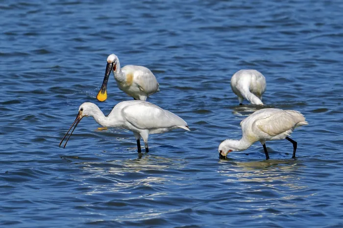 Framed Print : Four of Eurasian spoonbills (Platalea leucorodia) juveniles and adults foraging in shallow water of coastal salt marsh in summer, Zeeland, Netherlands. July Framed Print : Four of Eurasian spoonbills (Platalea leucorodia) juveniles and adults foraging in shallow water of coastal salt marsh in summer, Zeeland, Netherlands. July
