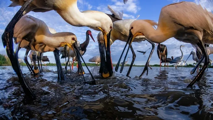 Framed Print : Eurasian spoonbills (Platalea leucorodia) flock feeding in mud, Kiskunsag National Park, Hungary. May. Camera trap image Framed Print : Eurasian spoonbills (Platalea leucorodia) flock feeding in mud, Kiskunsag National Park, Hungary. May. Camera trap image