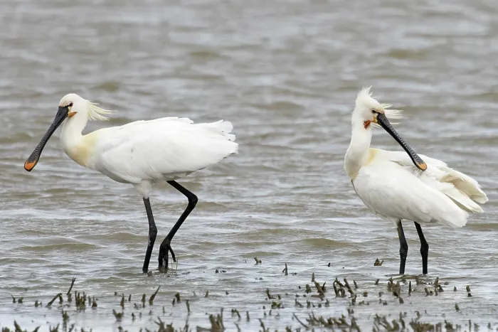 Framed Print : Two Eurasian spoonbills (Platalea leucorodia) standing in shallow water, Cley, Norfolk, UK. April Framed Print : Two Eurasian spoonbills (Platalea leucorodia) standing in shallow water, Cley, Norfolk, UK. April