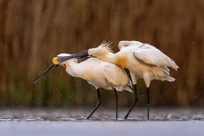 Framed Print : Two Eurasian spoonbills (Platalea leucorodia) standing in shallow water in the rain, interacting, Kiskunsag National Park, Hungary. April Framed Print : Two Eurasian spoonbills (Platalea leucorodia) standing in shallow water in the rain, interacting, Kiskunsag National Park, Hungary. April