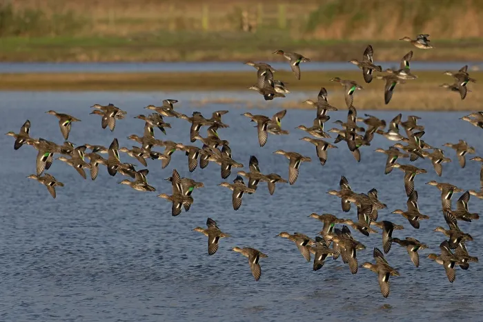 Framed Print : Eurasian teals (Anas crecca) flock in flight over water, Norfolk, England, UK. October Framed Print : Eurasian teals (Anas crecca) flock in flight over water, Norfolk, England, UK. October