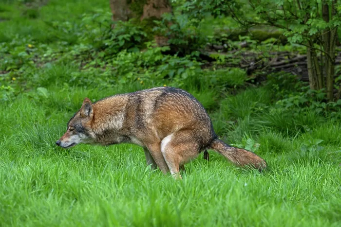Framed Print : Eurasian wolf (Canis lupus lupus) defecating in forest, Germany. April. Captive Framed Print : Eurasian wolf (Canis lupus lupus) defecating in forest, Germany. April. Captive