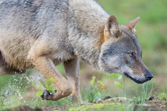 Framed Print : Eurasian wolf (Canis lupus) prowling, Kuikka camp, Kuhmo, Finland. August Framed Print : Eurasian wolf (Canis lupus) prowling, Kuikka camp, Kuhmo, Finland. August