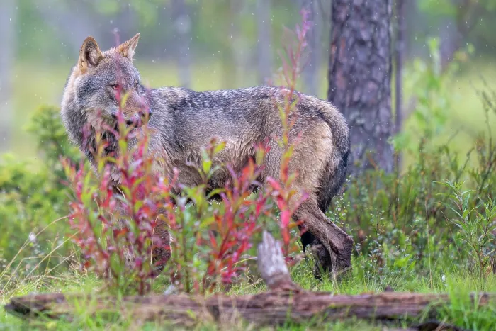 Framed Print : Eurasian wolf (Canis lupus) standing in forest clearing in the rain, Kuikka camp, Kuhmo, Finland. August Framed Print : Eurasian wolf (Canis lupus) standing in forest clearing in the rain, Kuikka camp, Kuhmo, Finland. August