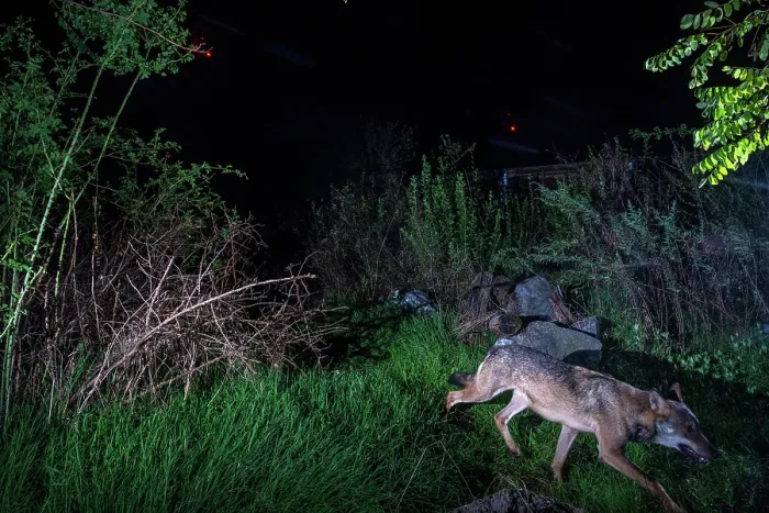 Framed Print : Eurasian wolf (Canis lupus) using a wildlife crossing above the busy A7 highway at night, Drome, France. October. Camera trap image Framed Print : Eurasian wolf (Canis lupus) using a wildlife crossing above the busy A7 highway at night, Drome, France. October. Camera trap image