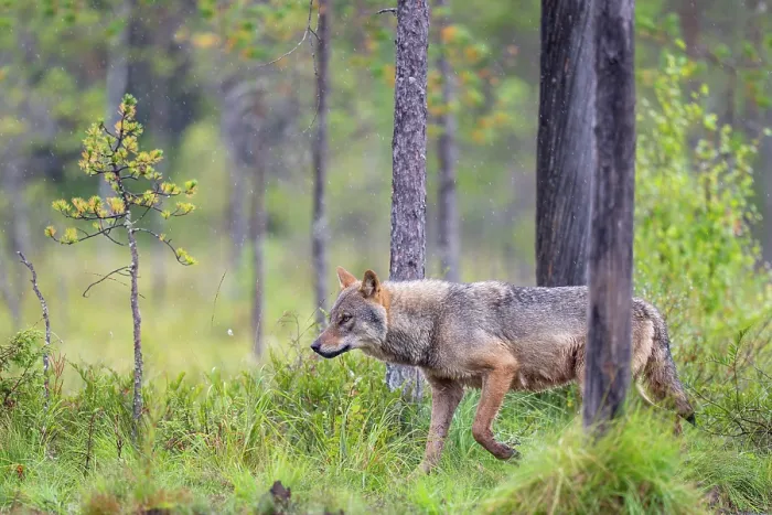 Framed Print : Eurasian wolf (Canis lupus) walking through forest in the rain, Kuikka camp, Kuhmo, Finland. August Framed Print : Eurasian wolf (Canis lupus) walking through forest in the rain, Kuikka camp, Kuhmo, Finland. August