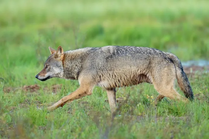 Framed Print : Eurasian wolf (Canis lupus) walking over marshy ground, Kuikka camp, Kuhmo, Finland. August Framed Print : Eurasian wolf (Canis lupus) walking over marshy ground, Kuikka camp, Kuhmo, Finland. August