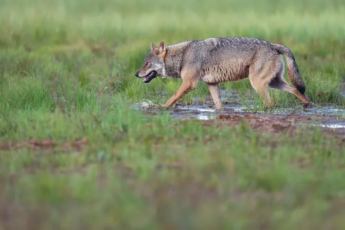Framed Print : Eurasian wolf (Canis lupus) walking over marshy ground, Kuikka camp, Kuhmo, Finland. August Framed Print : Eurasian wolf (Canis lupus) walking over marshy ground, Kuikka camp, Kuhmo, Finland. August