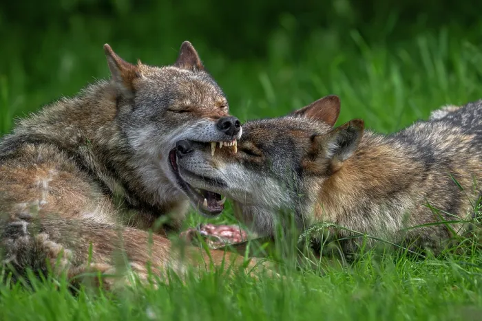 Framed Print : Two Eurasian wolves (Canis lupus lupus) showing muzzle grab behaviour, dominant wolf grabbing subordinate pack member by the snout to confirm relationship, Germany, June. Captive Framed Print : Two Eurasian wolves (Canis lupus lupus) showing muzzle grab behaviour, dominant wolf grabbing subordinate pack member by the snout to confirm relationship, Germany, June. Captive