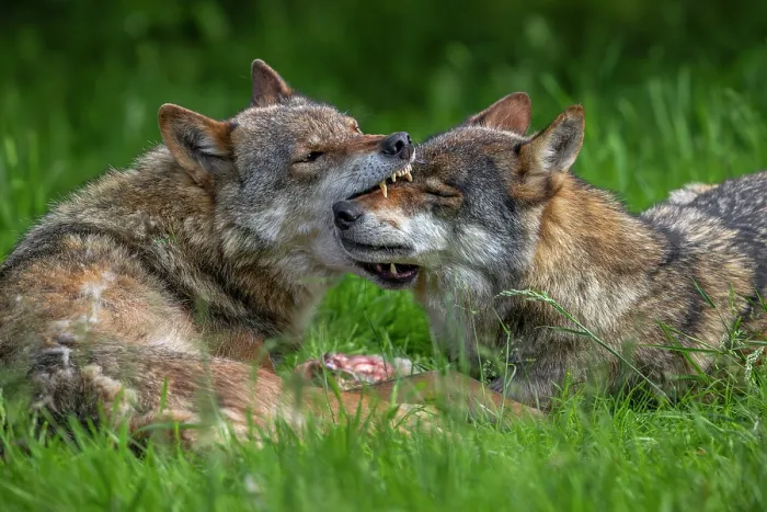 Framed Print : Two Eurasian wolves (Canis lupus lupus) showing muzzle grab behaviour. Dominant grey wolf grabbing subordinate pack member by the snout to confirm relationship, Germany. June Framed Print : Two Eurasian wolves (Canis lupus lupus) showing muzzle grab behaviour. Dominant grey wolf grabbing subordinate pack member by the snout to confirm relationship, Germany. June
