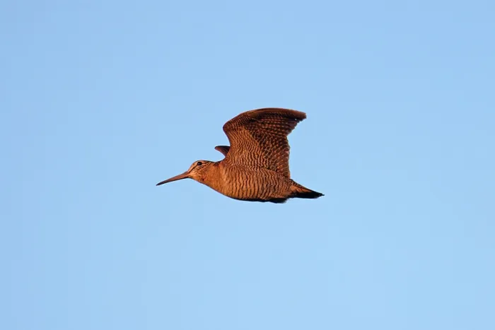 Framed Print : Eurasian woodcock (Scolopax rusticola) in flight against blue sky, Norfolk, England, UK. November Framed Print : Eurasian woodcock (Scolopax rusticola) in flight against blue sky, Norfolk, England, UK. November