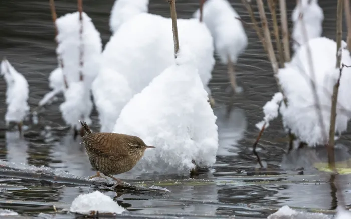 Framed Print : Eurasian wren (Troglodytes troglodytes) perched on icy vegetation in water, Finland. December Framed Print : Eurasian wren (Troglodytes troglodytes) perched on icy vegetation in water, Finland. December