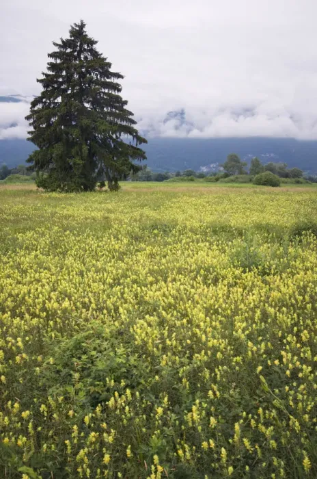 Framed Print : Eurepean yellow rattle (Rhinanthus alectorolophus) flowering in alpine meadow, Liechtenstein Framed Print : Eurepean yellow rattle (Rhinanthus alectorolophus) flowering in alpine meadow, Liechtenstein