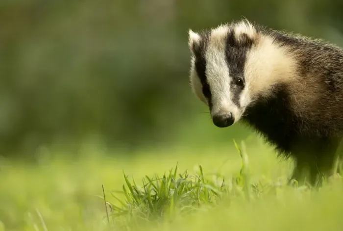 Framed Print : European badger (Meles meles) cub in grassland. Scotland, UK, August Framed Print : European badger (Meles meles) cub in grassland. Scotland, UK, August