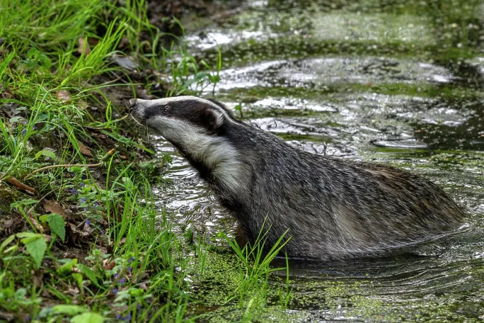 Framed Print : European badger (Meles meles) female, wading through shallow stream in forest at dusk, Germany. April. Captive Framed Print : European badger (Meles meles) female, wading through shallow stream in forest at dusk, Germany. April. Captive