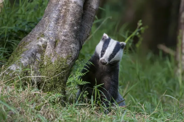 Framed Print : European badger (Meles meles) foraging in deciduous woodland. June, Mid Devon, UK Framed Print : European badger (Meles meles) foraging in deciduous woodland. June, Mid Devon, UK