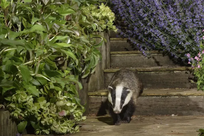 Framed Print : European badger (Meles meles) juvenile walking down some garden steps at night Framed Print : European badger (Meles meles) juvenile walking down some garden steps at night