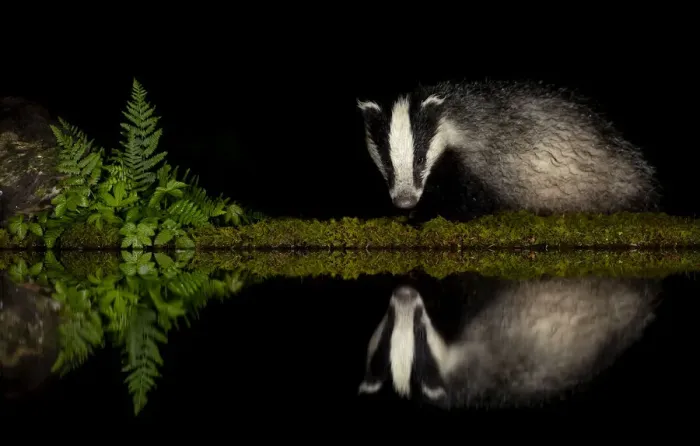 Framed Print : European badger (Meles meles) and reflection woodland pond at night. Scotland, UK