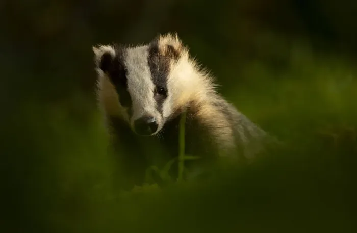 Framed Print : European badger (Meles meles) in woodland in late evening light. Scotland, UK, August Framed Print : European badger (Meles meles) in woodland in late evening light. Scotland, UK, August