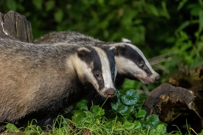 Framed Print : Two European badgers (Meles meles) foraging in undergrowth at night, Ille et Vilaine, Brittany, France. October. Controlled conditions Framed Print : Two European badgers (Meles meles) foraging in undergrowth at night, Ille et Vilaine, Brittany, France. October. Controlled conditions