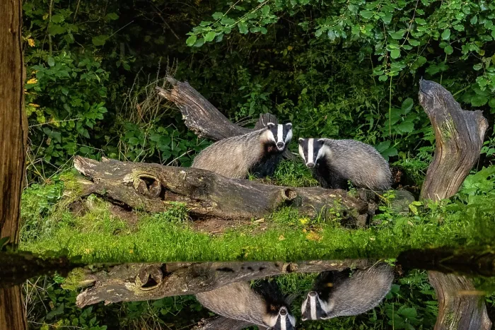 Framed Print : Two European badgers (Meles meles) in an undergrowth at night reflection in artifical pool, Ille et Vilaine, Brittany, France. October. Controlled conditions Framed Print : Two European badgers (Meles meles) in an undergrowth at night reflection in artifical pool, Ille et Vilaine, Brittany, France. October. Controlled conditions