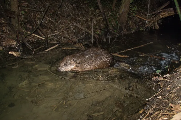 Framed Print : European beaver (Castor fiber) on its dam on a small river at night, Isere, Alps, France. March. Camera trap image Framed Print : European beaver (Castor fiber) on its dam on a small river at night, Isere, Alps, France. March. Camera trap image