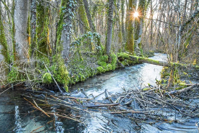 Framed Print : European beaver (Castor fiber) dam on woodland river in evening light, River Ain, Alps, France. January Framed Print : European beaver (Castor fiber) dam on woodland river in evening light, River Ain, Alps, France. January