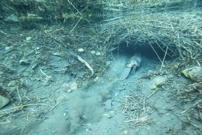 Framed Print : European beaver (Castor fiber) entering its underwater burrow, River Rhone, Alps, France. June Framed Print : European beaver (Castor fiber) entering its underwater burrow, River Rhone, Alps, France. June